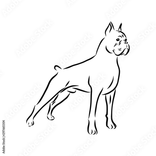 vector image of a dog  boxer sketch 