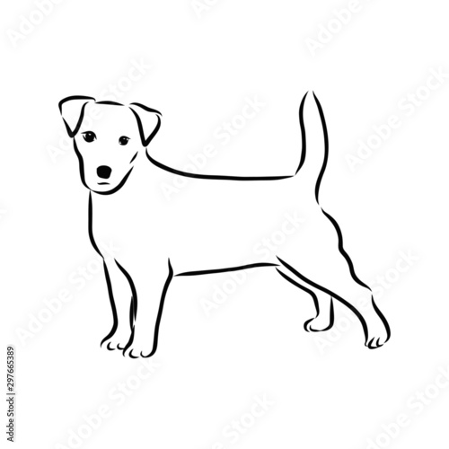 illustration of a dog, Jack Russell Terrier, sketch 