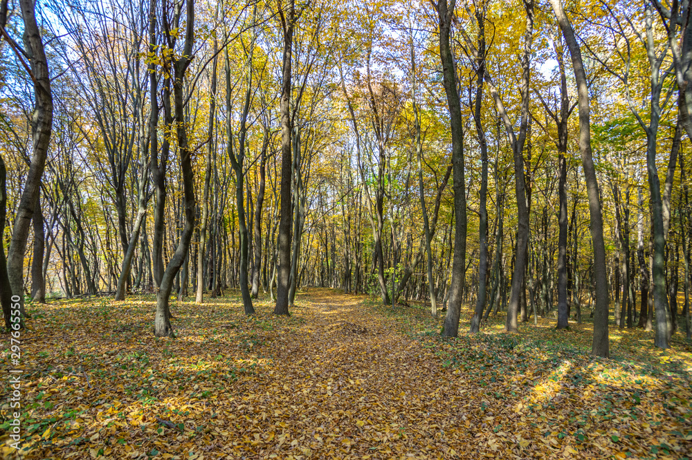 Road in fallen foliage and yellowed trees in the autumn forest