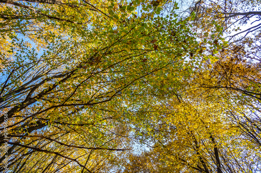 Road in fallen foliage and yellowed trees in the autumn forest Road in fallen foliage and yellowed trees in the autumn forest