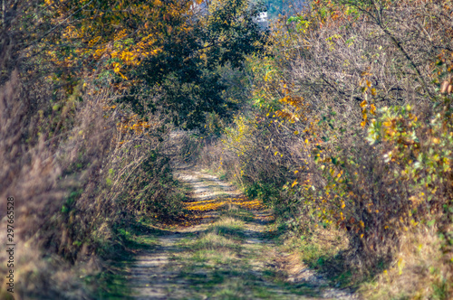 Dirt road in autumn day covered with leaves photo