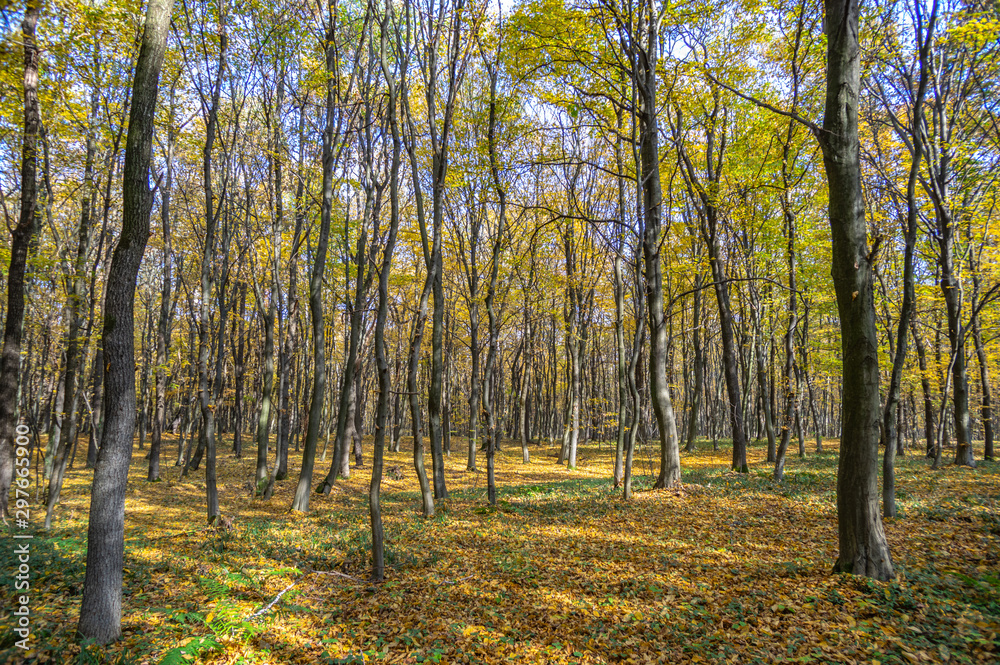 Road in fallen foliage and yellowed trees in the autumn forest