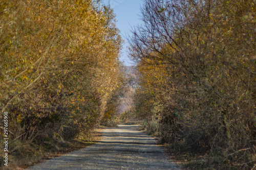Dirt road in autumn day covered with leaves