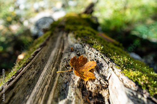 Leaf on Tree Trunk during Autumn