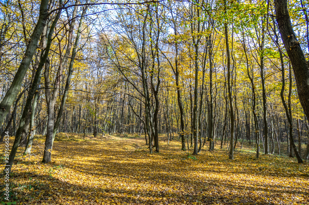 Fototapeta premium Road in fallen foliage and yellowed trees in the autumn forest