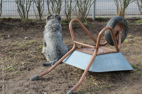 Hund bewacht Schubkarre photo