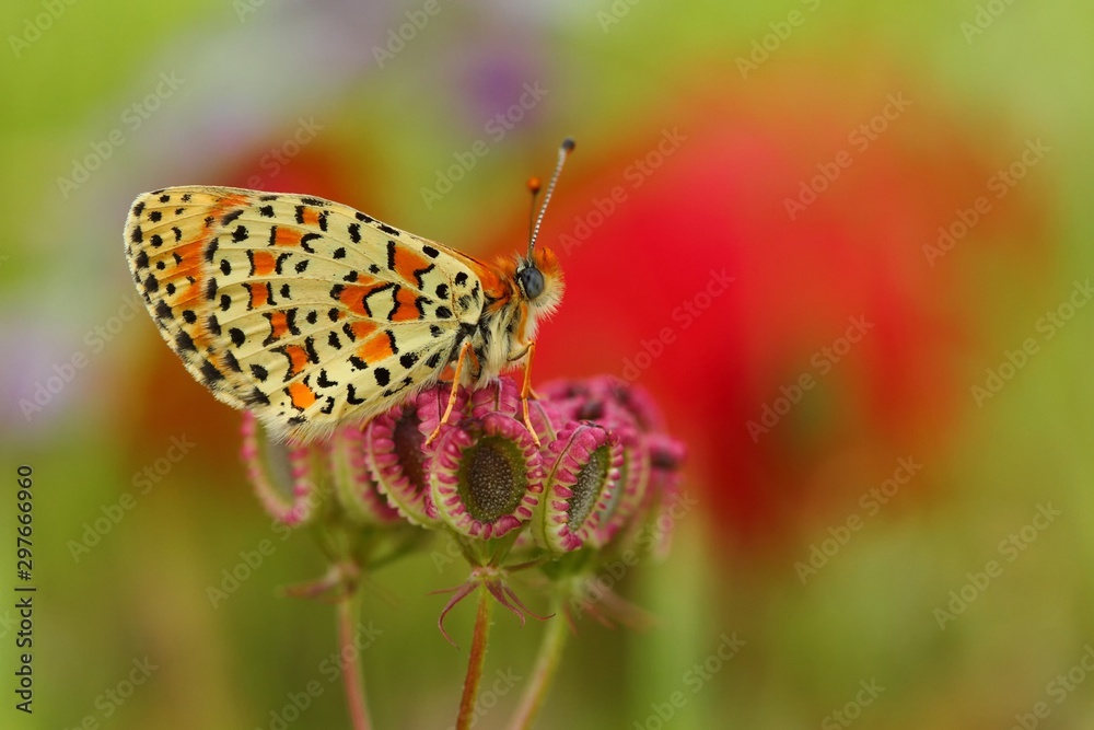 Obraz premium Melitaea trivia 660