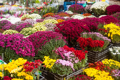 Vibrant colorful autumn flowers in the outdoor flower market.