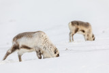 Wild Svalbard Reindeer, Rangifer tarandus platyrhynchus, two animals searching for food under the snow