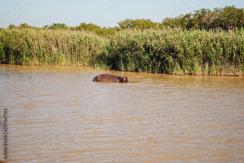 Wild hippos in South Africa
