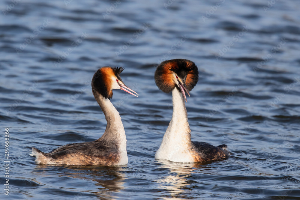 Great Crested Grebe couple showing affection in the north - Noord Holland - of the Netherlands Great Crested Grebe couple showing affection in the north - Noord Holland - of the Netherlands