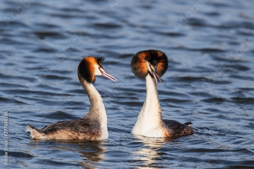 Great Crested Grebe couple showing affection in the north - Noord Holland - of the Netherlands