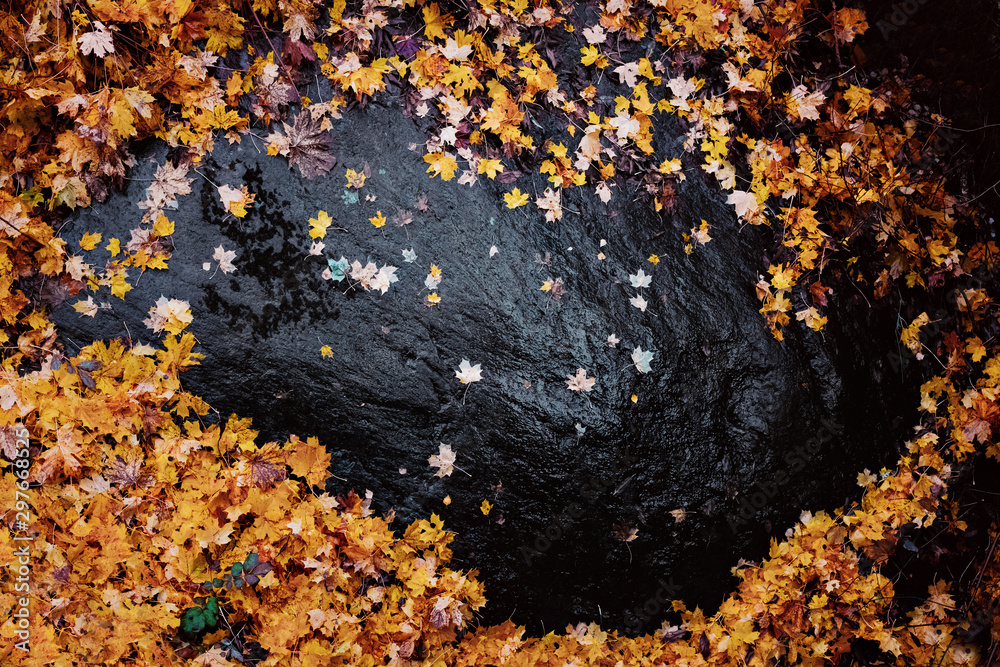 Orange maple leaves on a wet black rock during a light rainfall