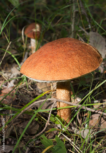 Boletus mushroom in the autumn forest © julsop