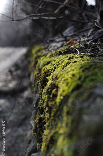 Fototapeta Naklejka Na Ścianę i Meble -  moss in the forest