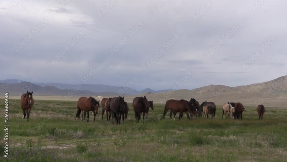 Wild Horses in the Utah Desert in Spring Wild Horses in the Utah Desert in Spring
