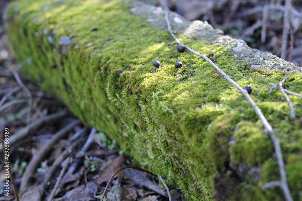 green moss on the rock green moss on the rock