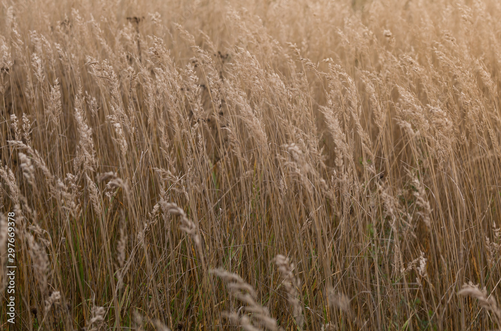 Thickets of wild grass in late autumn backgrounde. Thickets of wild grass in late autumn backgrounde.