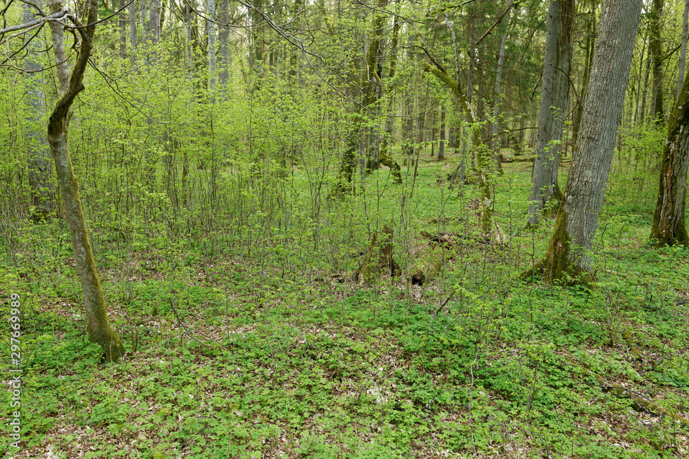Fototapeta premium Beautiful view of tjhe original Bialowieza Forest, Poland