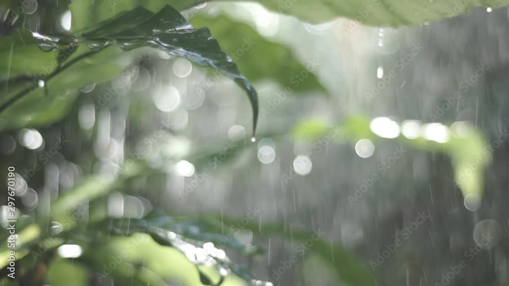 rain in the forest