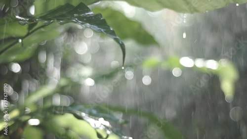 rain in the forest photo