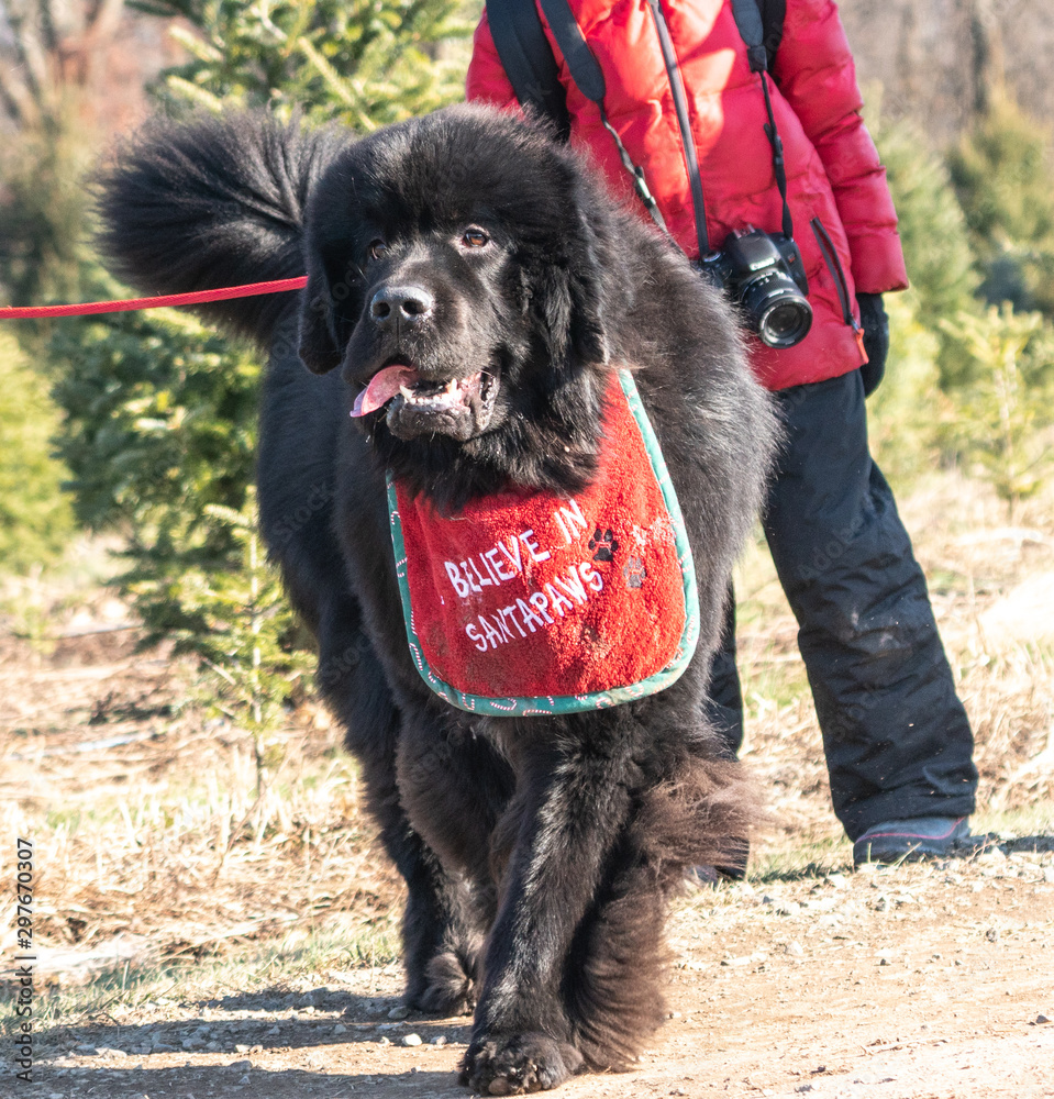 newfoundland bibs