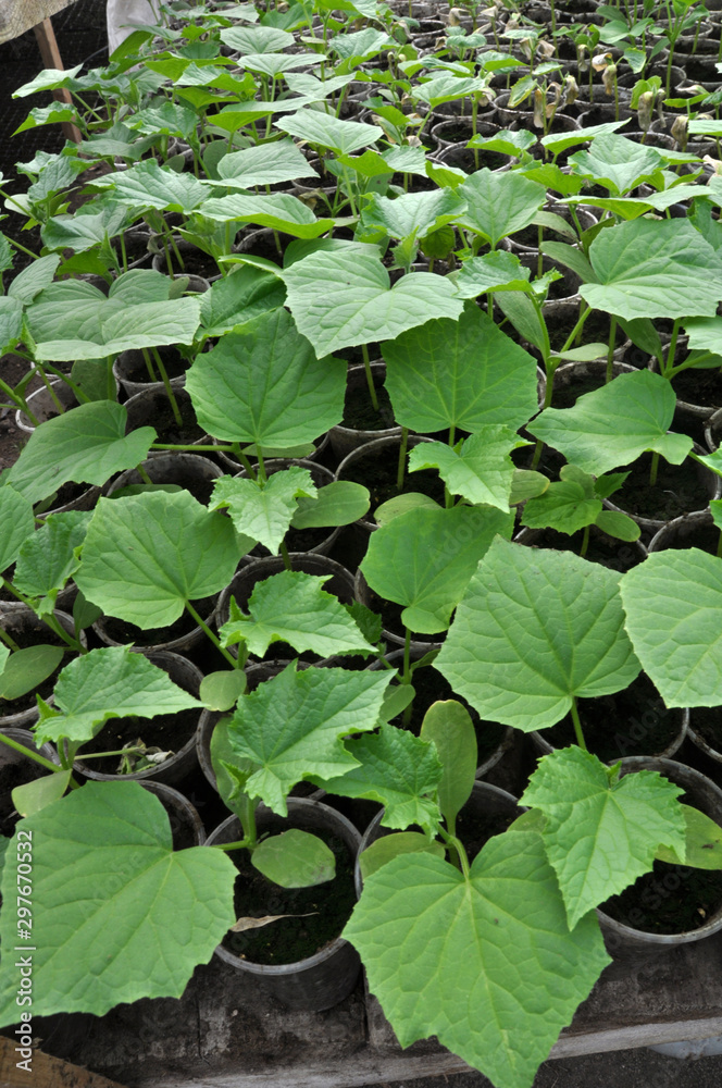 In the greenhouse, seedlings of cucumbers are grown in plastic pots In the greenhouse, seedlings of cucumbers are grown in plastic pots
