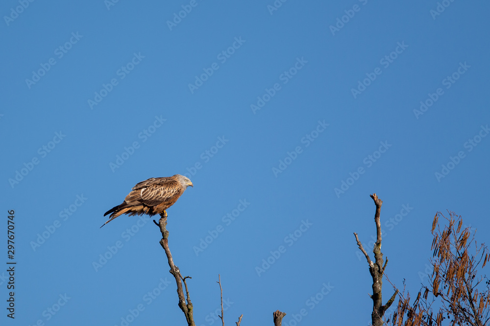 Red Kite (Milvus milvus) in the nature protection area Moenchbruch near Frankfurt, Germany. Red Kite (Milvus milvus) in the nature protection area Moenchbruch near Frankfurt, Germany.
