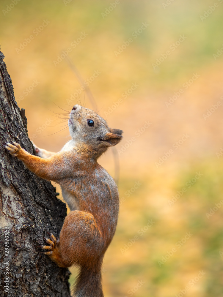 Autumn squirrel climbs up a tree trunk
