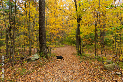 A Black Labrador Retriever walking down a path through the woods during the fall foliage season