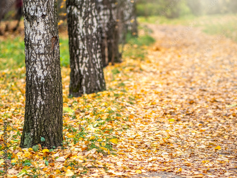 Birch trees in autumn park with yellow leaves on the ground. Birch trees in autumn park with yellow leaves on the ground.