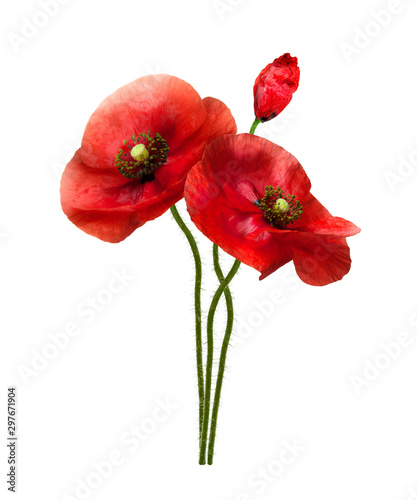 Three beautiful wild red poppies on a white background. Bouquet of wildflowers.