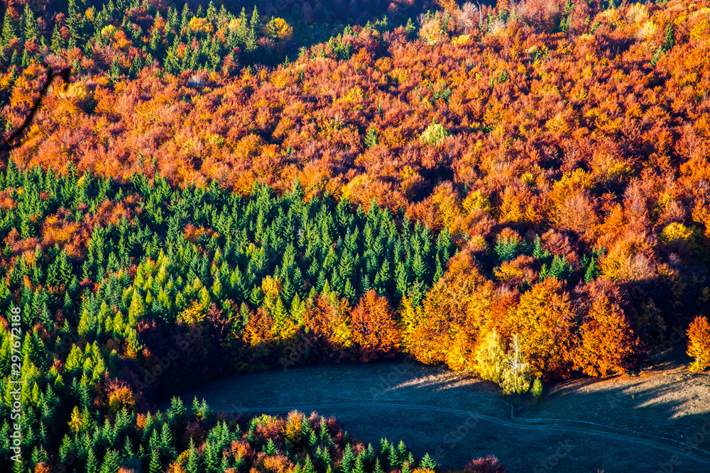 Obraz widok z lotu ptaka na jesienny las w kształcie serca i zielone jodły - ocal naszą planetę przed globalnym ociepleniem