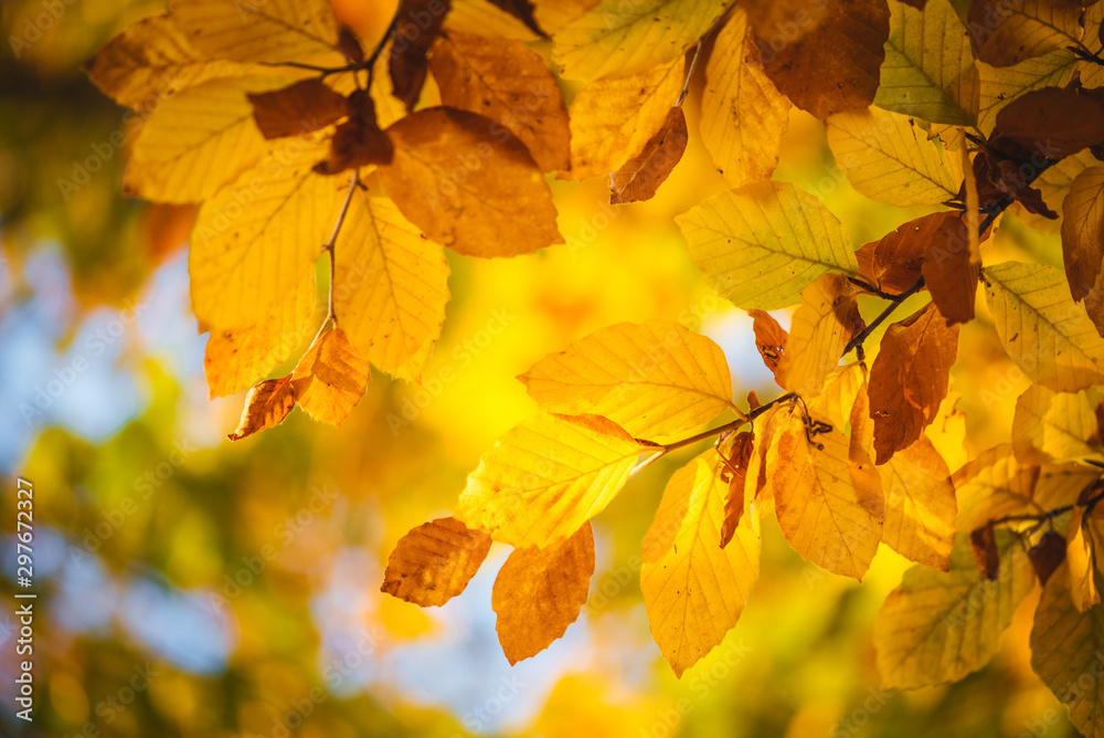 Fototapeta premium Colorful autumn leaves close up. Fall wallpaper