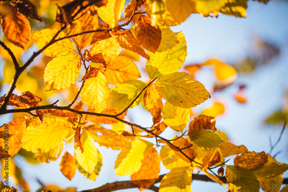 Colorful autumn leaves close up. Fall wallpaper Colorful autumn leaves close up. Fall wallpaper