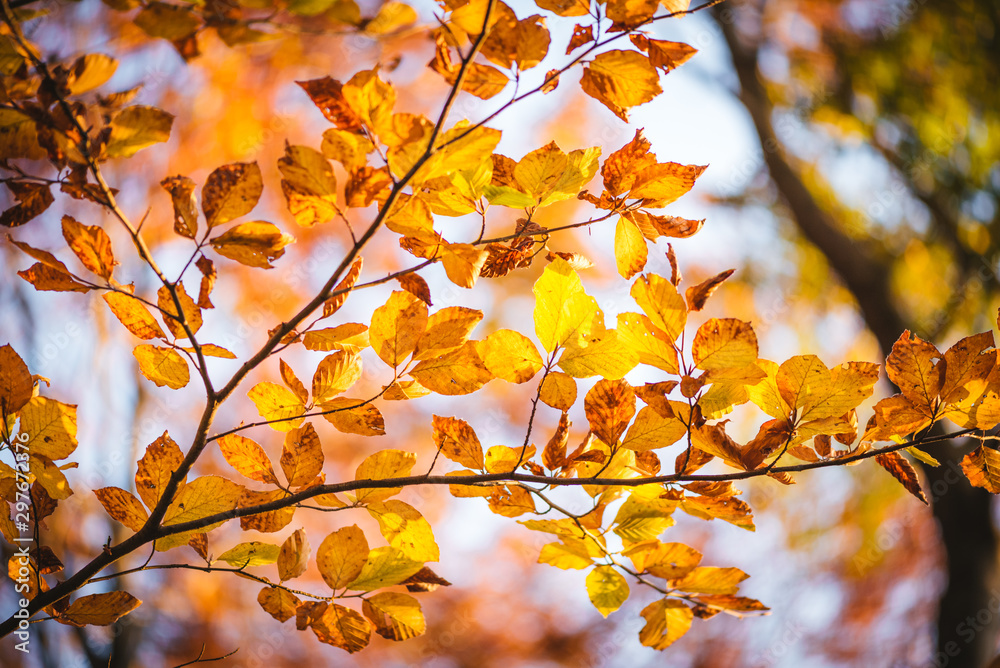 Colorful autumn leaves close up. Fall wallpaper Colorful autumn leaves close up. Fall wallpaper