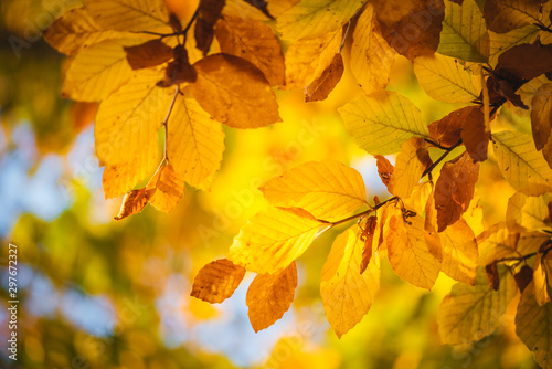 Colorful autumn leaves close up. Fall wallpaper