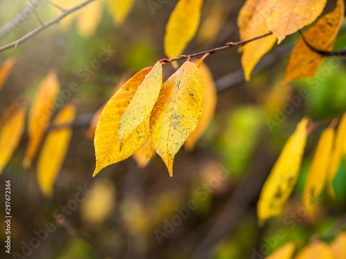 Birch branches with yellow leaves in autumn, in the light of sunset.