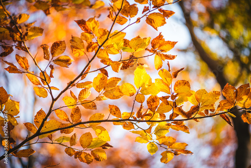 Colorful autumn leaves close up. Fall wallpaper