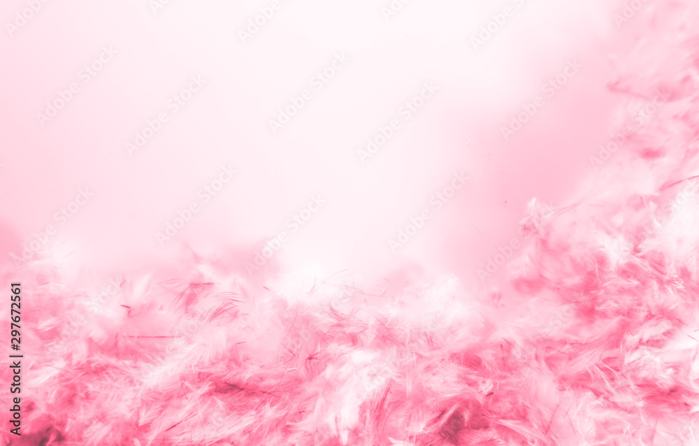 Beautiful abstract blue and purple feathers frame on darkness background and colorful soft white pink feather portrait frame texture Beautiful abstract blue and purple feathers frame on darkness background and colorful soft white pink feather portrait frame texture