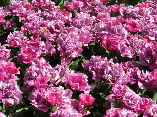 Tulip fields from the garden