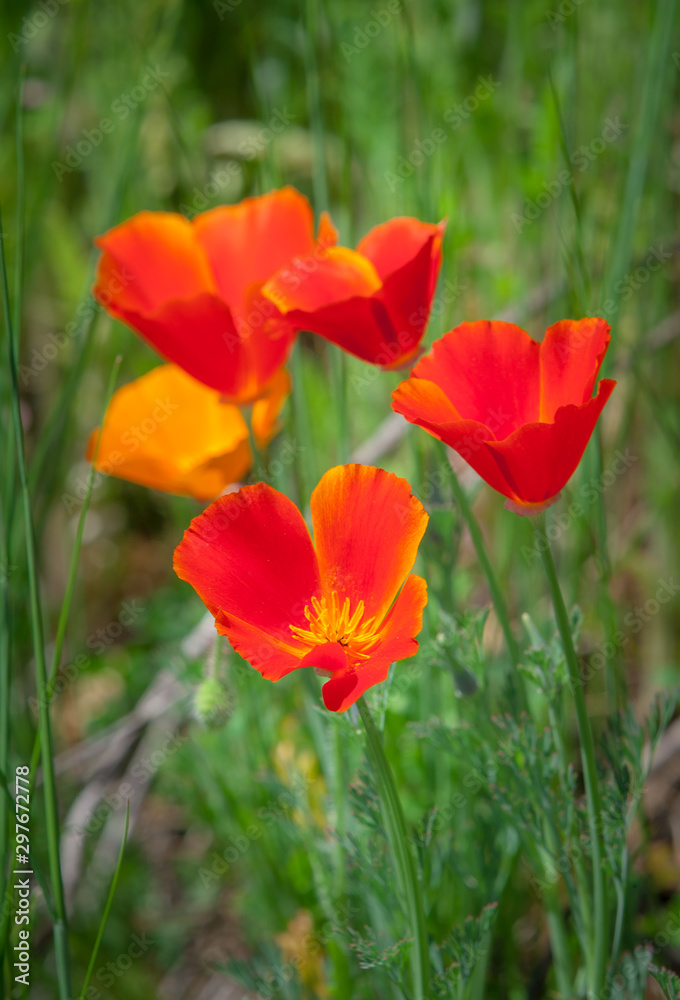 Obraz premium red poppies