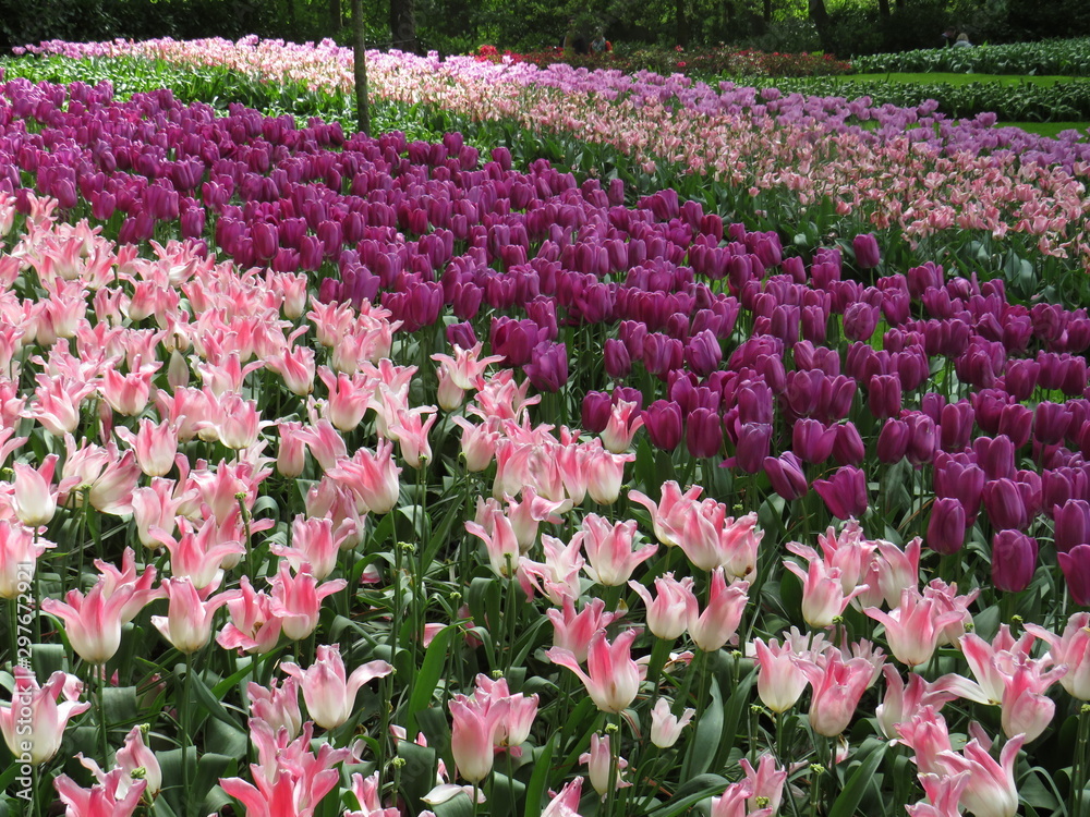 Tulip fields from the garden