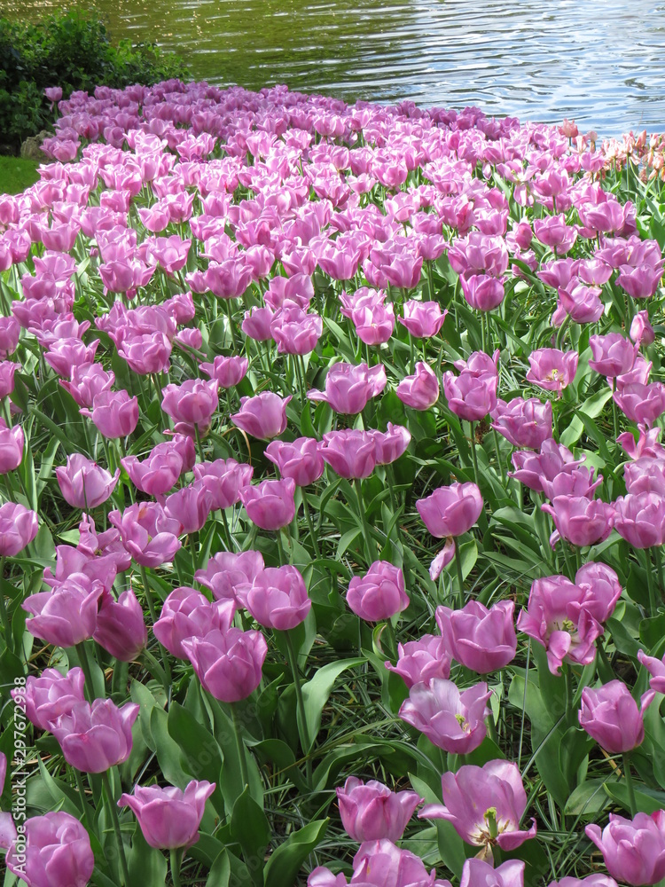 Tulip fields from the garden