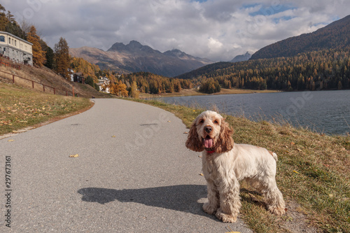 Happy English Cocker Spaniel Orange Roan Dog