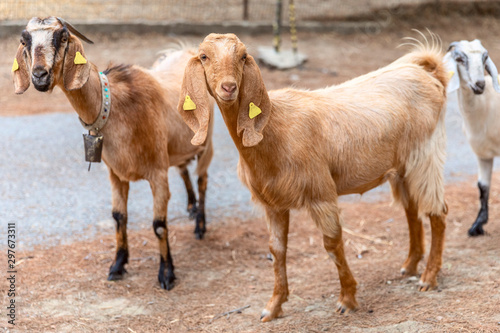 Portrait of Anglo-Nubian goats grazing in the mountains in Northern Cyprus. The two cute curious animais are looking into camera