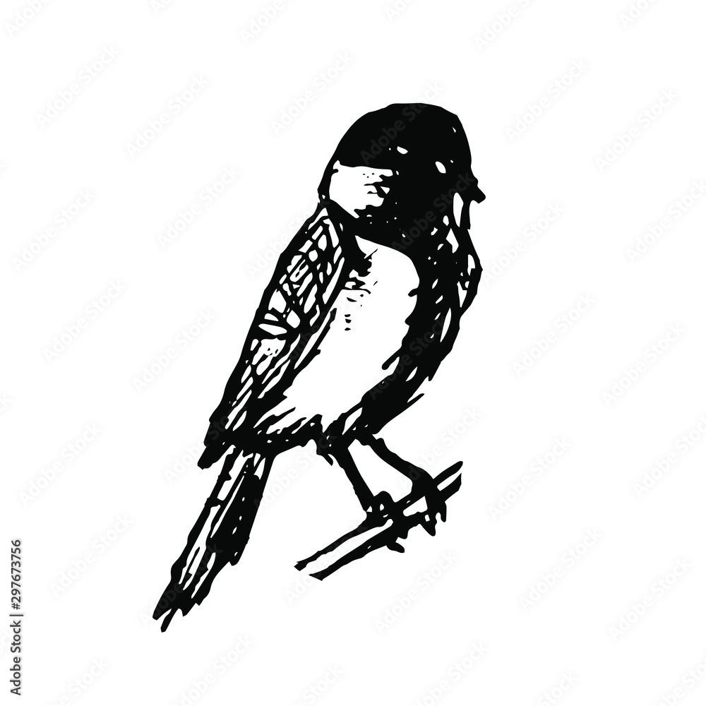 Black and white hand drawn great tit bird vector illustration