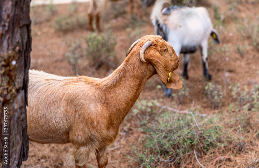 Obraz premium Portrait of Anglo-Nubian goats grazing in a forest in the mountains in Northern Cyprus