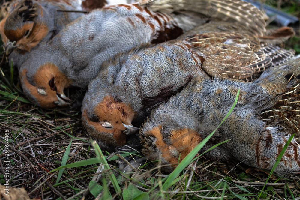 Partridge hunting trophies lie on the grass. Hunting Trophy Partridge. Partridge hunting trophies lie on the grass. Hunting Trophy Partridge.
