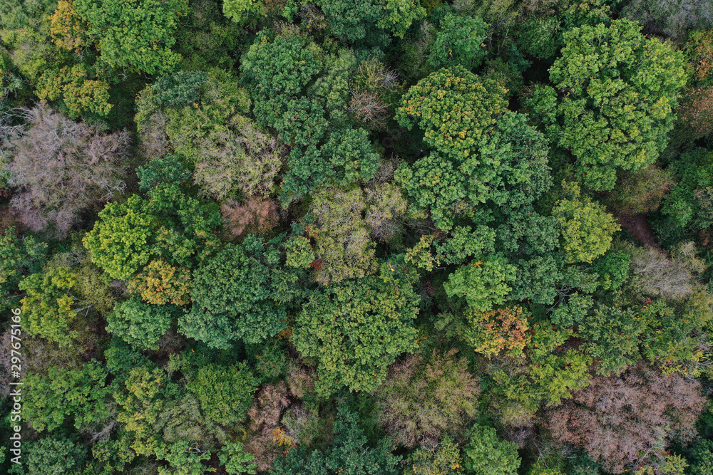 Forêt vue du ciel Forêt vue du ciel